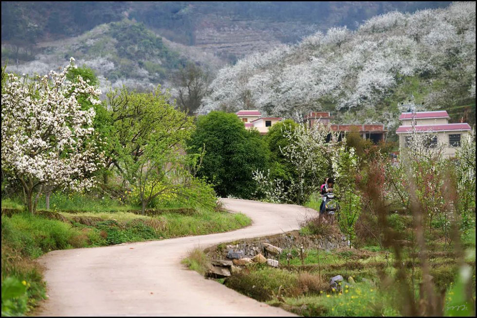 【春天，广西桂林灌阳县向您发出邀请！】我们在灌阳看梨花 - 游山玩水 - 潮州生活社区 - 潮州28生活网 chaozhou.28life.com