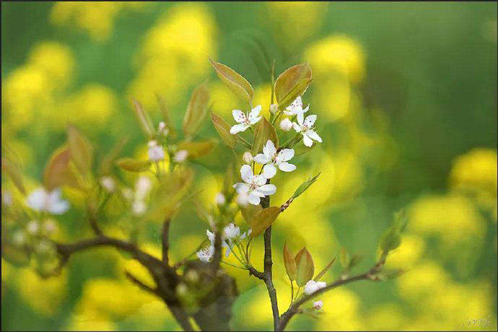 【春天，广西桂林灌阳县向您发出邀请！】我们在灌阳看梨花 - 游山玩水 - 潮州生活社区 - 潮州28生活网 chaozhou.28life.com