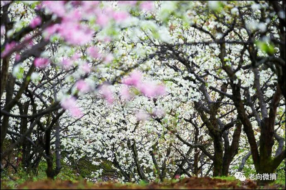 【春天，广西桂林灌阳县向您发出邀请！】我们在灌阳看梨花 - 游山玩水 - 潮州生活社区 - 潮州28生活网 chaozhou.28life.com