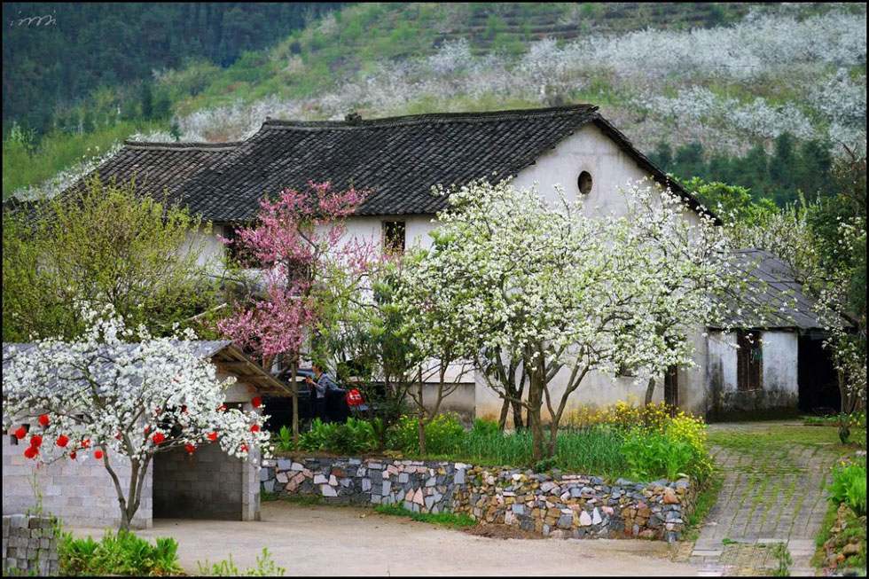 【春天，广西桂林灌阳县向您发出邀请！】我们在灌阳看梨花 - 游山玩水 - 潮州生活社区 - 潮州28生活网 chaozhou.28life.com