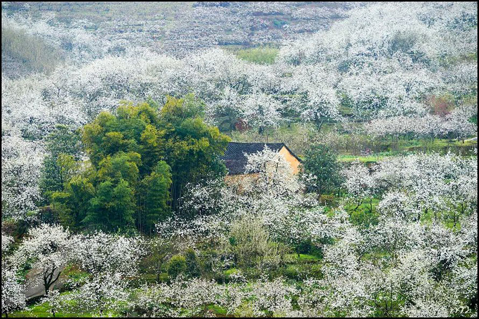 【春天，广西桂林灌阳县向您发出邀请！】我们在灌阳看梨花 - 游山玩水 - 潮州生活社区 - 潮州28生活网 chaozhou.28life.com