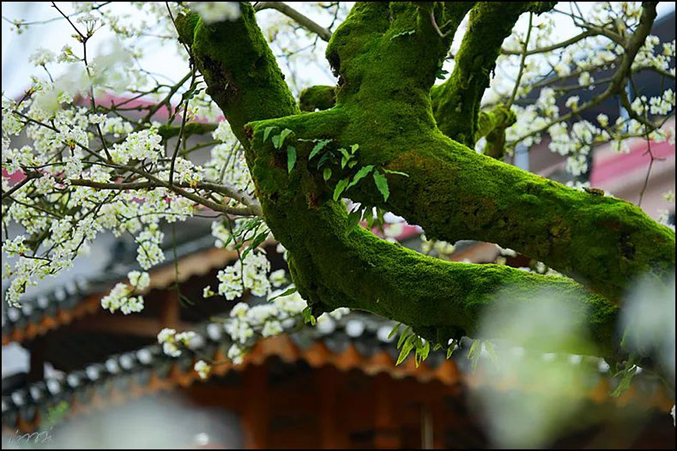 【春天，广西桂林灌阳县向您发出邀请！】我们在灌阳看梨花 - 游山玩水 - 潮州生活社区 - 潮州28生活网 chaozhou.28life.com