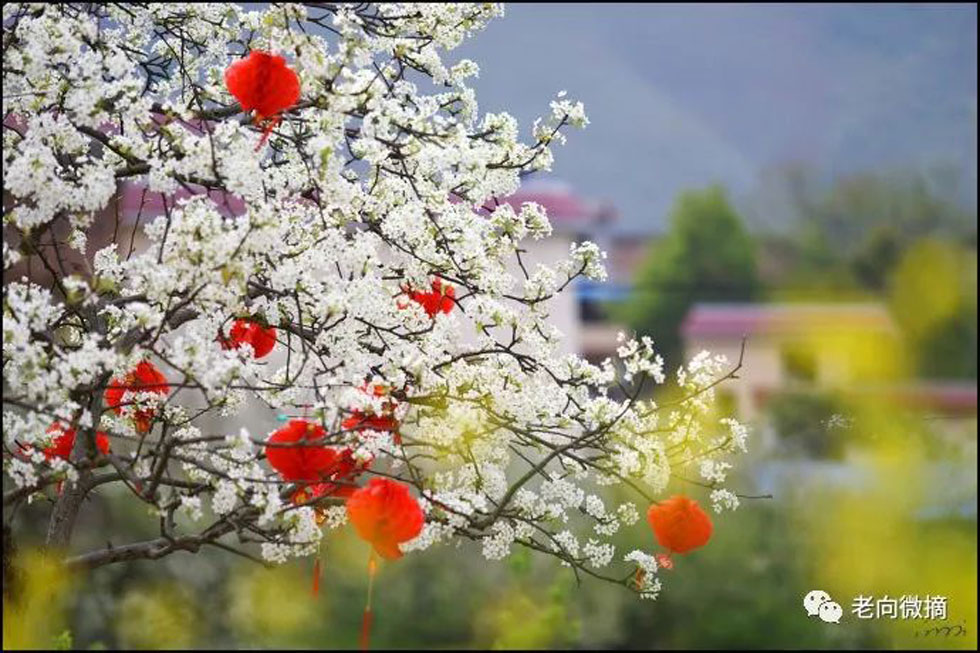 【春天，广西桂林灌阳县向您发出邀请！】我们在灌阳看梨花 - 游山玩水 - 潮州生活社区 - 潮州28生活网 chaozhou.28life.com
