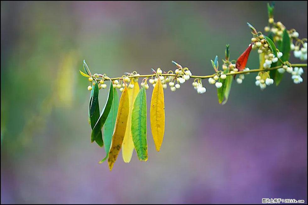 【春天，广西桂林灌阳县向您发出邀请！】米珠山前有片山苍子花在飘香 - 游山玩水 - 潮州生活社区 - 潮州28生活网 chaozhou.28life.com