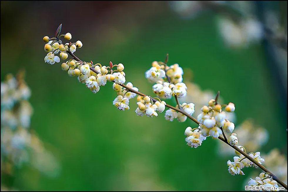 【春天，广西桂林灌阳县向您发出邀请！】米珠山前有片山苍子花在飘香 - 游山玩水 - 潮州生活社区 - 潮州28生活网 chaozhou.28life.com