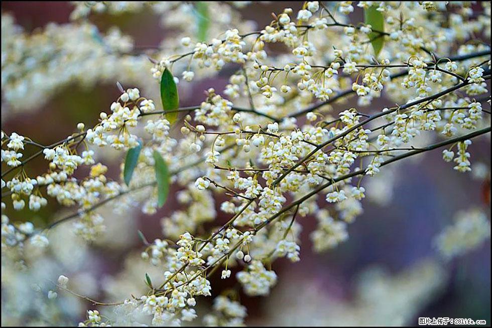 【春天，广西桂林灌阳县向您发出邀请！】米珠山前有片山苍子花在飘香 - 游山玩水 - 潮州生活社区 - 潮州28生活网 chaozhou.28life.com