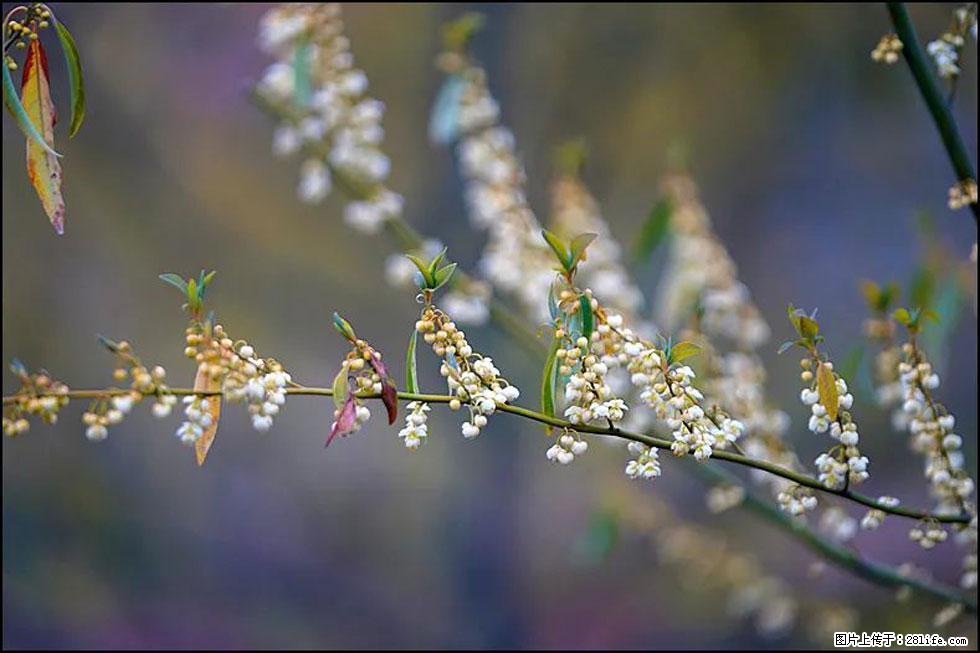 【春天，广西桂林灌阳县向您发出邀请！】米珠山前有片山苍子花在飘香 - 游山玩水 - 潮州生活社区 - 潮州28生活网 chaozhou.28life.com
