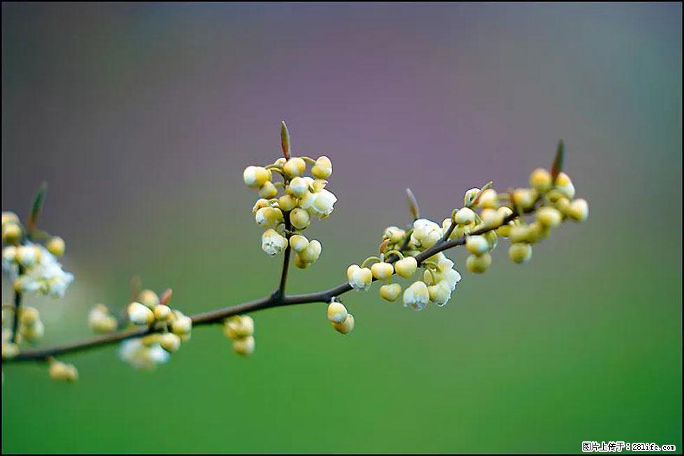 【春天，广西桂林灌阳县向您发出邀请！】米珠山前有片山苍子花在飘香 - 游山玩水 - 潮州生活社区 - 潮州28生活网 chaozhou.28life.com