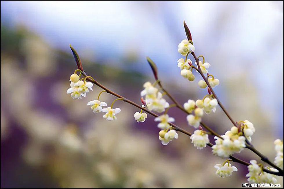 【春天，广西桂林灌阳县向您发出邀请！】米珠山前有片山苍子花在飘香 - 游山玩水 - 潮州生活社区 - 潮州28生活网 chaozhou.28life.com