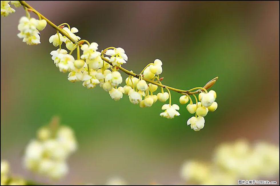 【春天，广西桂林灌阳县向您发出邀请！】米珠山前有片山苍子花在飘香 - 游山玩水 - 潮州生活社区 - 潮州28生活网 chaozhou.28life.com
