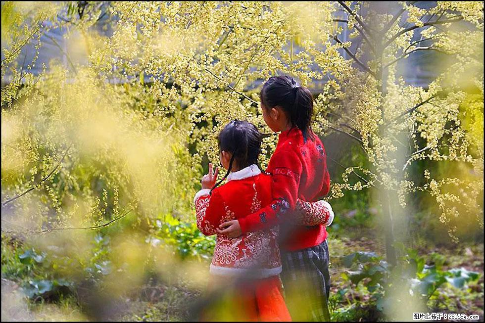 【春天，广西桂林灌阳县向您发出邀请！】米珠山前有片山苍子花在飘香 - 游山玩水 - 潮州生活社区 - 潮州28生活网 chaozhou.28life.com