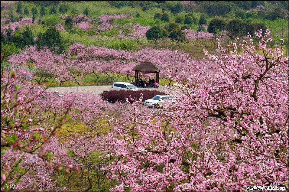【春天，广西桂林灌阳县向您发出邀请！】官庄村有个醉美的桃花园 - 游山玩水 - 潮州生活社区 - 潮州28生活网 chaozhou.28life.com