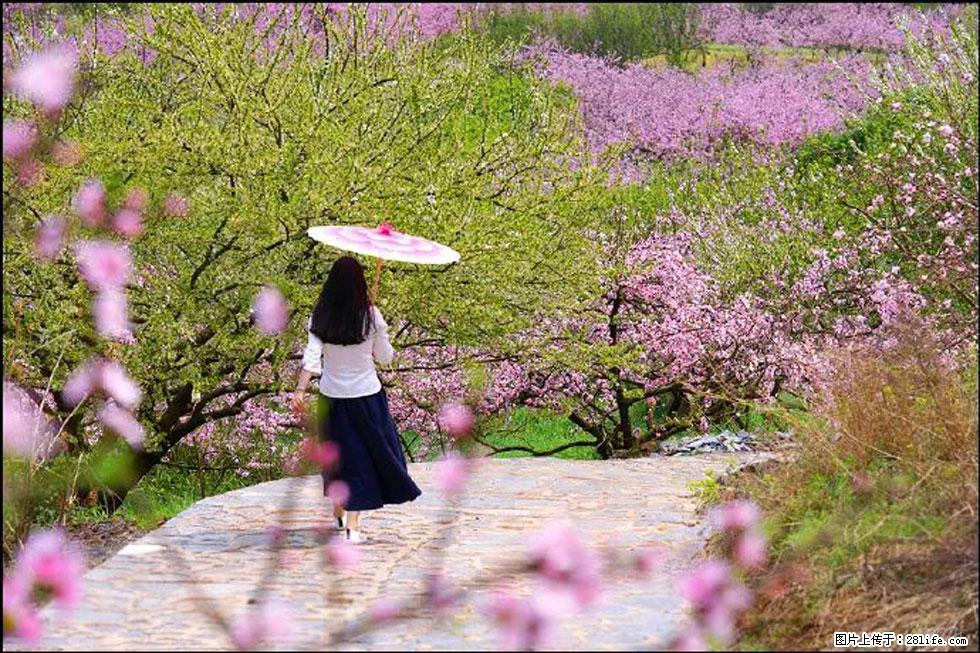 【春天，广西桂林灌阳县向您发出邀请！】官庄村有个醉美的桃花园 - 游山玩水 - 潮州生活社区 - 潮州28生活网 chaozhou.28life.com