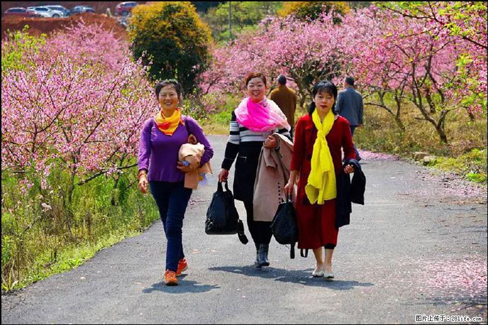 【春天，广西桂林灌阳县向您发出邀请！】官庄村有个醉美的桃花园 - 游山玩水 - 潮州生活社区 - 潮州28生活网 chaozhou.28life.com