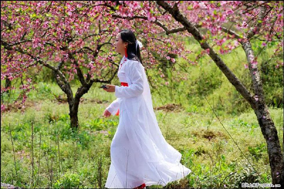 【春天，广西桂林灌阳县向您发出邀请！】官庄村有个醉美的桃花园 - 游山玩水 - 潮州生活社区 - 潮州28生活网 chaozhou.28life.com