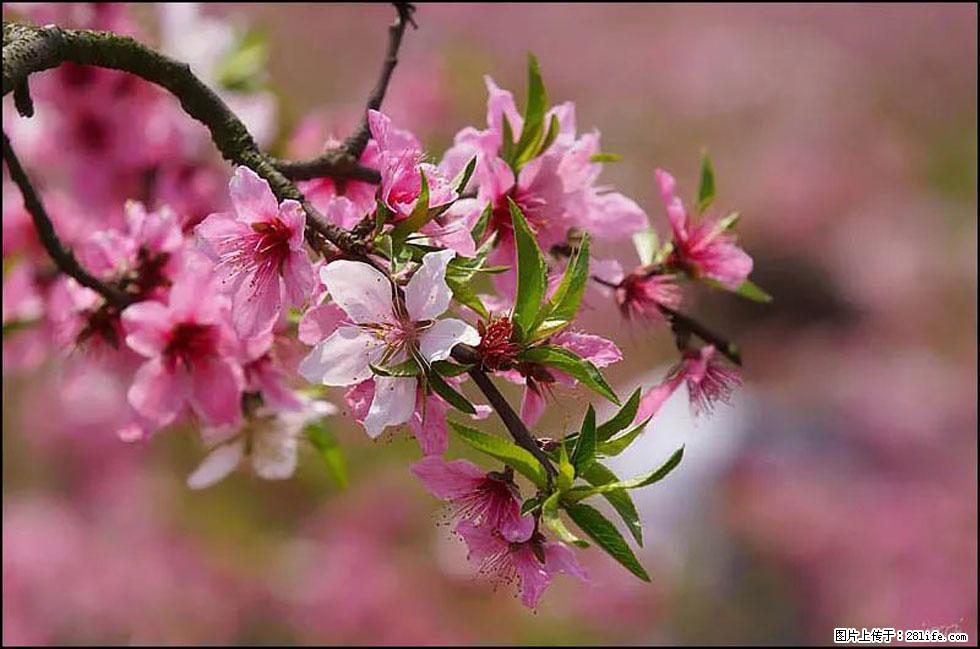 【春天，广西桂林灌阳县向您发出邀请！】官庄村有个醉美的桃花园 - 游山玩水 - 潮州生活社区 - 潮州28生活网 chaozhou.28life.com