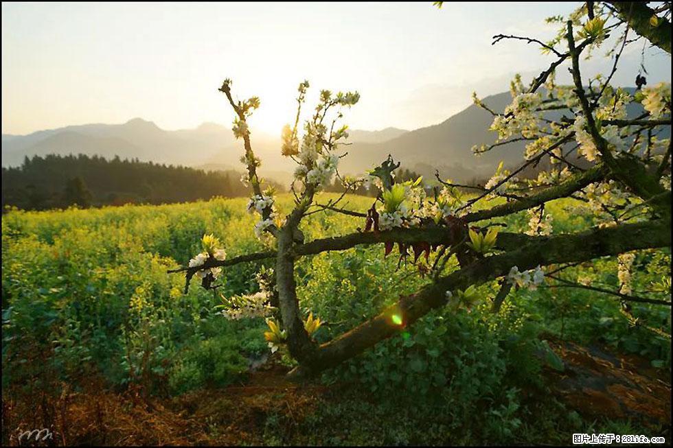 【春天，广西桂林灌阳县向您发出邀请！】长坪村油菜盛情花开 - 游山玩水 - 潮州生活社区 - 潮州28生活网 chaozhou.28life.com