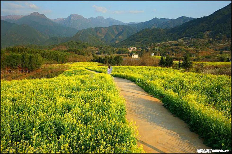 【春天，广西桂林灌阳县向您发出邀请！】长坪村油菜盛情花开 - 游山玩水 - 潮州生活社区 - 潮州28生活网 chaozhou.28life.com