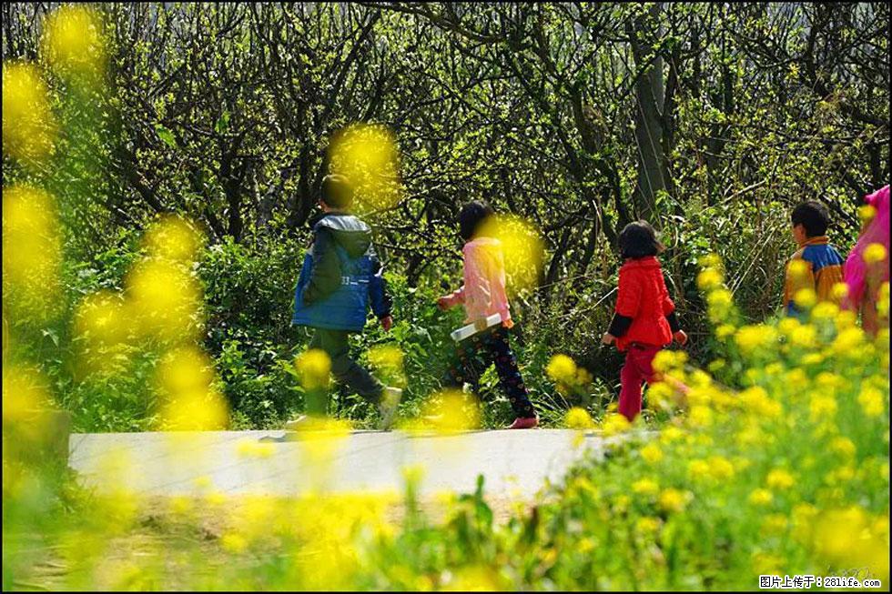 【春天，广西桂林灌阳县向您发出邀请！】长坪村油菜盛情花开 - 游山玩水 - 潮州生活社区 - 潮州28生活网 chaozhou.28life.com