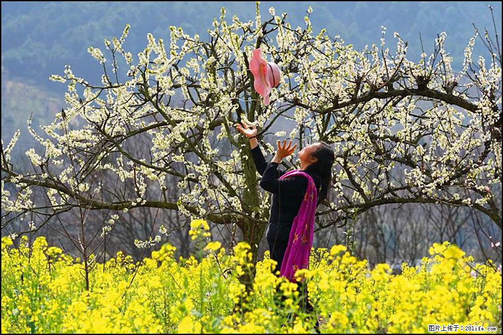 【春天，广西桂林灌阳县向您发出邀请！】长坪村油菜盛情花开 - 游山玩水 - 潮州生活社区 - 潮州28生活网 chaozhou.28life.com