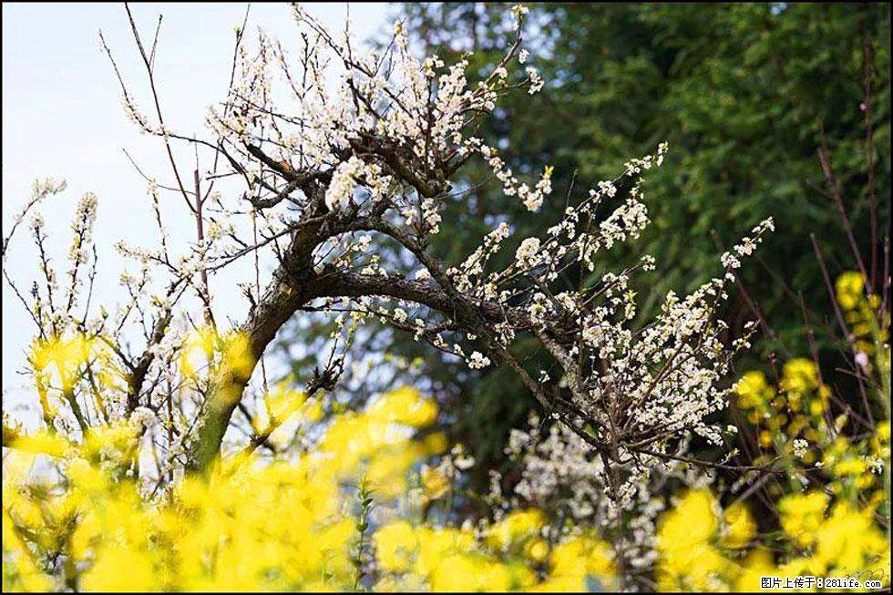 【春天，广西桂林灌阳县向您发出邀请！】长坪村油菜盛情花开 - 游山玩水 - 潮州生活社区 - 潮州28生活网 chaozhou.28life.com