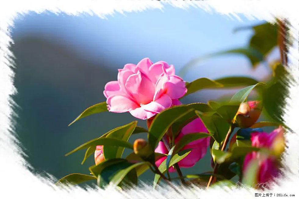 【春天，广西桂林灌阳县向您发出邀请！】杨柳井茶花惹人爱 - 游山玩水 - 潮州生活社区 - 潮州28生活网 chaozhou.28life.com