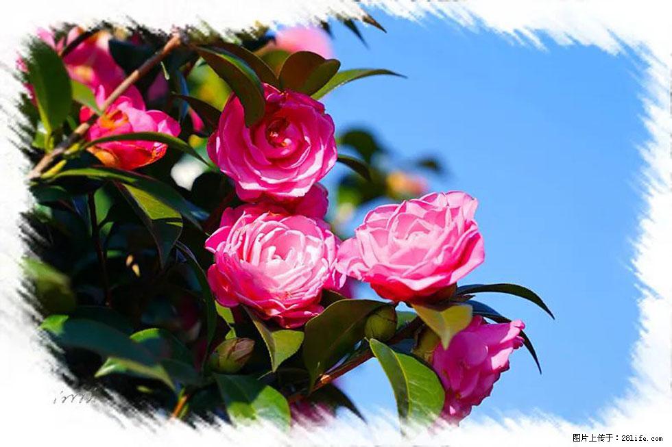 【春天，广西桂林灌阳县向您发出邀请！】杨柳井茶花惹人爱 - 游山玩水 - 潮州生活社区 - 潮州28生活网 chaozhou.28life.com