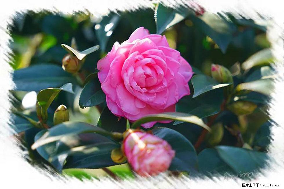 【春天，广西桂林灌阳县向您发出邀请！】杨柳井茶花惹人爱 - 游山玩水 - 潮州生活社区 - 潮州28生活网 chaozhou.28life.com