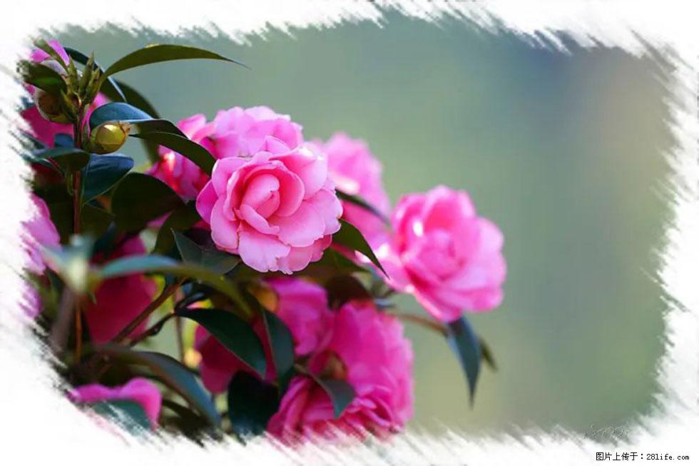 【春天，广西桂林灌阳县向您发出邀请！】杨柳井茶花惹人爱 - 游山玩水 - 潮州生活社区 - 潮州28生活网 chaozhou.28life.com