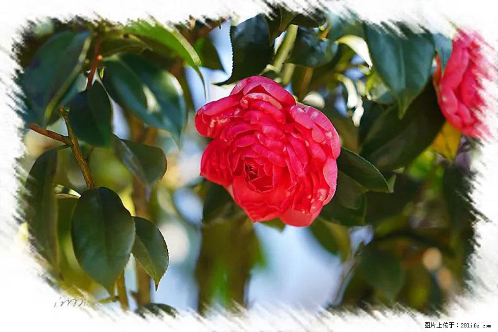 【春天，广西桂林灌阳县向您发出邀请！】杨柳井茶花惹人爱 - 游山玩水 - 潮州生活社区 - 潮州28生活网 chaozhou.28life.com