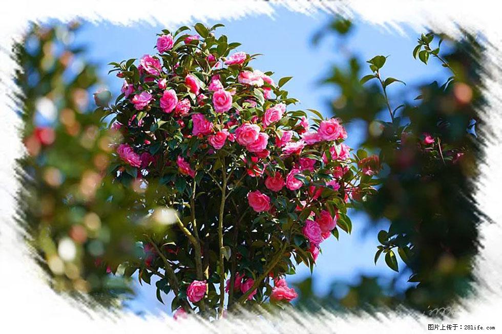 【春天，广西桂林灌阳县向您发出邀请！】杨柳井茶花惹人爱 - 游山玩水 - 潮州生活社区 - 潮州28生活网 chaozhou.28life.com