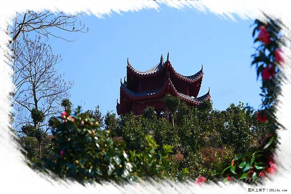 【春天，广西桂林灌阳县向您发出邀请！】杨柳井茶花惹人爱 - 游山玩水 - 潮州生活社区 - 潮州28生活网 chaozhou.28life.com