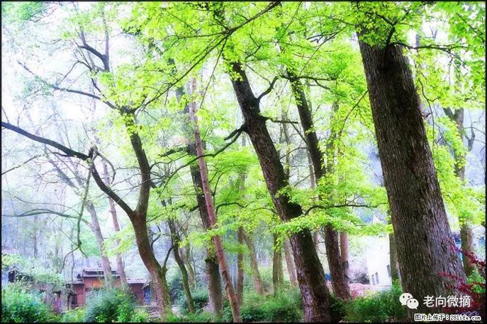 【春天，广西桂林灌阳县向您发出邀请！】在小龙村与春天约会 - 游山玩水 - 潮州生活社区 - 潮州28生活网 chaozhou.28life.com