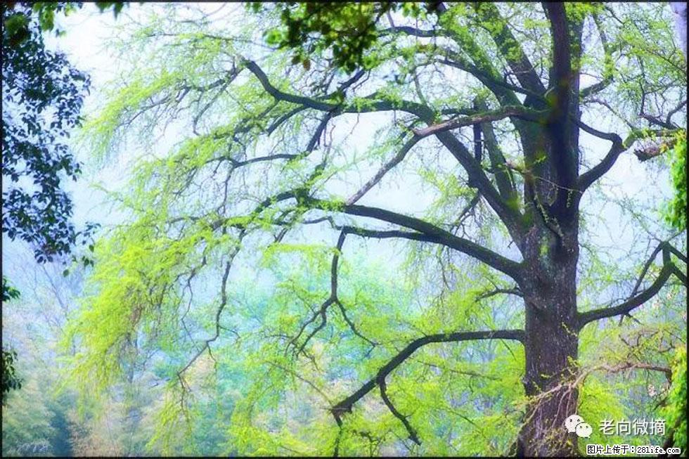 【春天，广西桂林灌阳县向您发出邀请！】在小龙村与春天约会 - 游山玩水 - 潮州生活社区 - 潮州28生活网 chaozhou.28life.com