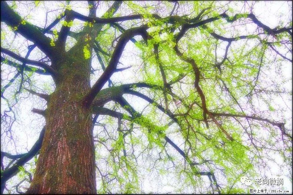 【春天，广西桂林灌阳县向您发出邀请！】在小龙村与春天约会 - 游山玩水 - 潮州生活社区 - 潮州28生活网 chaozhou.28life.com