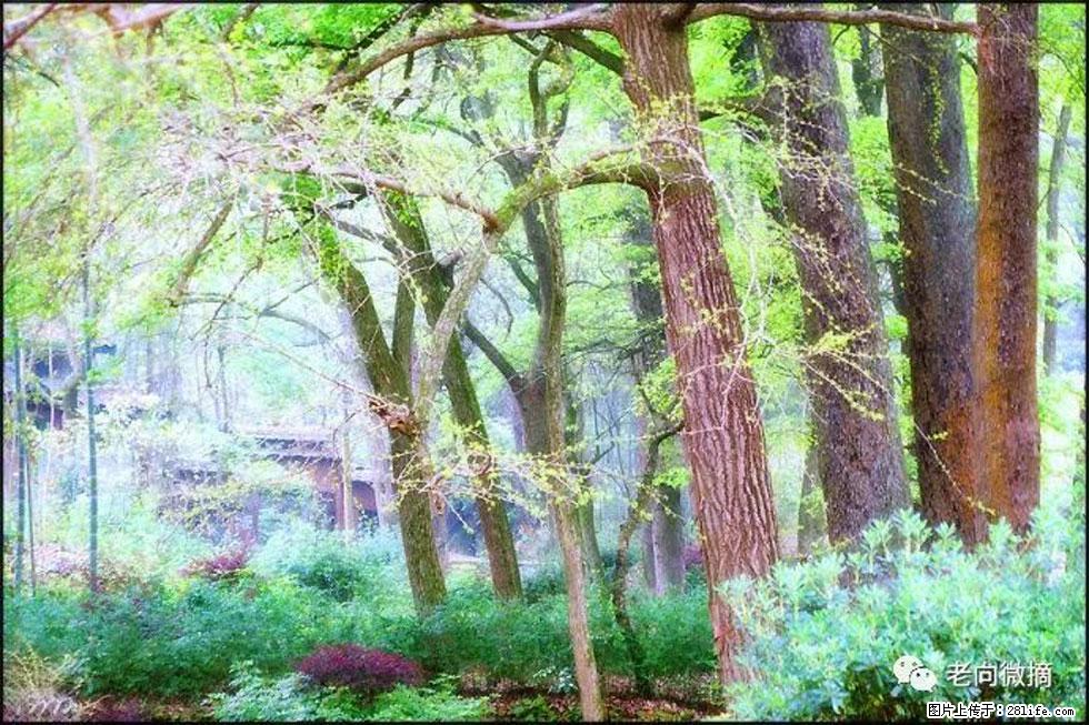 【春天，广西桂林灌阳县向您发出邀请！】在小龙村与春天约会 - 游山玩水 - 潮州生活社区 - 潮州28生活网 chaozhou.28life.com