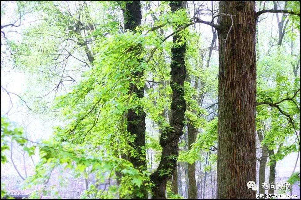 【春天，广西桂林灌阳县向您发出邀请！】在小龙村与春天约会 - 游山玩水 - 潮州生活社区 - 潮州28生活网 chaozhou.28life.com