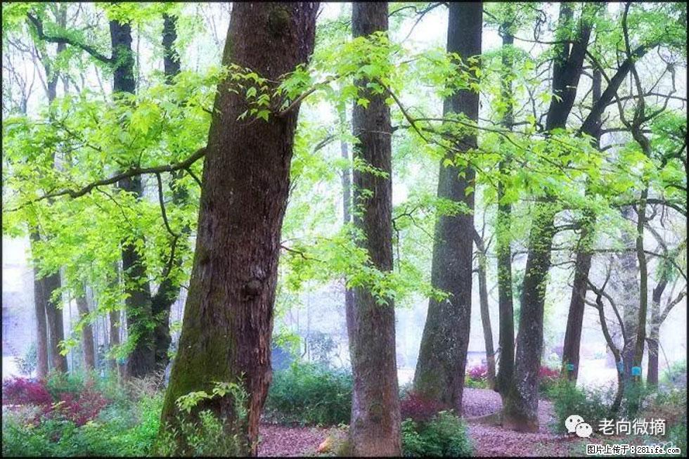 【春天，广西桂林灌阳县向您发出邀请！】在小龙村与春天约会 - 游山玩水 - 潮州生活社区 - 潮州28生活网 chaozhou.28life.com