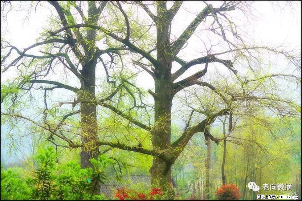 【春天，广西桂林灌阳县向您发出邀请！】在小龙村与春天约会 - 游山玩水 - 潮州生活社区 - 潮州28生活网 chaozhou.28life.com