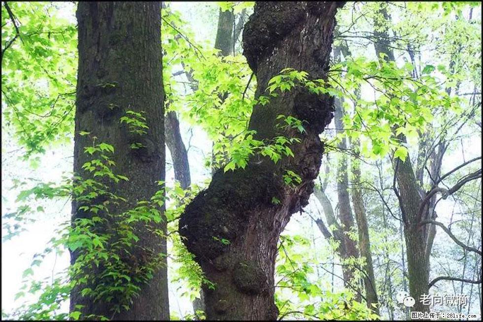 【春天，广西桂林灌阳县向您发出邀请！】在小龙村与春天约会 - 游山玩水 - 潮州生活社区 - 潮州28生活网 chaozhou.28life.com