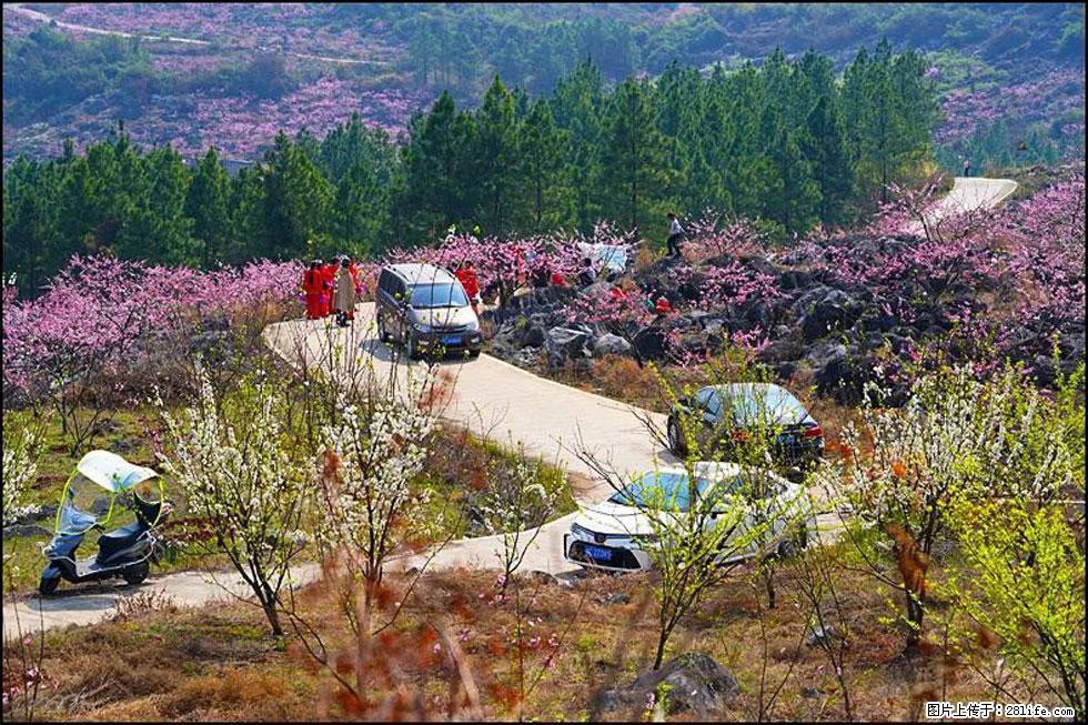 【春天，广西桂林灌阳县向您发出邀请！】望月岭上桃花开 - 游山玩水 - 潮州生活社区 - 潮州28生活网 chaozhou.28life.com