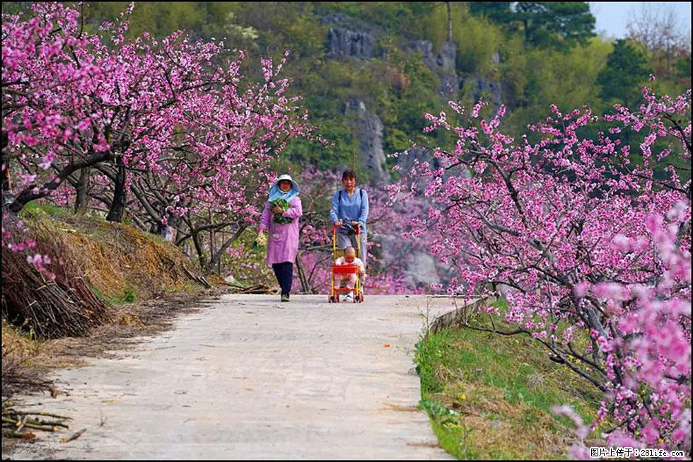 【春天，广西桂林灌阳县向您发出邀请！】望月岭上桃花开 - 游山玩水 - 潮州生活社区 - 潮州28生活网 chaozhou.28life.com