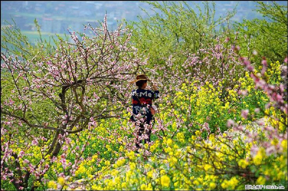 【春天，广西桂林灌阳县向您发出邀请！】望月岭上桃花开 - 游山玩水 - 潮州生活社区 - 潮州28生活网 chaozhou.28life.com