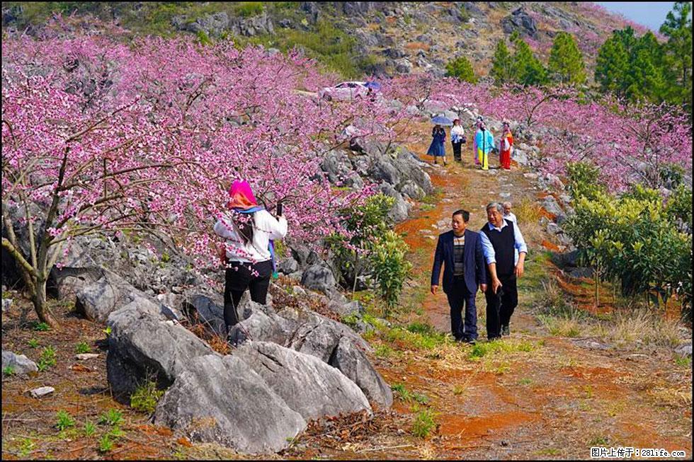 【春天，广西桂林灌阳县向您发出邀请！】望月岭上桃花开 - 游山玩水 - 潮州生活社区 - 潮州28生活网 chaozhou.28life.com