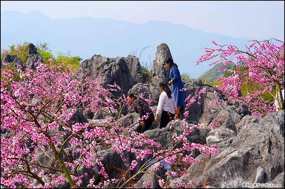 【春天，广西桂林灌阳县向您发出邀请！】望月岭上桃花开 - 游山玩水 - 潮州生活社区 - 潮州28生活网 chaozhou.28life.com
