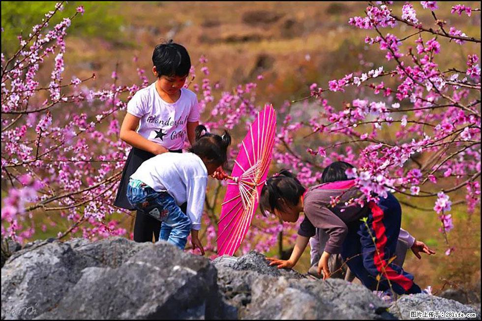 【春天，广西桂林灌阳县向您发出邀请！】望月岭上桃花开 - 游山玩水 - 潮州生活社区 - 潮州28生活网 chaozhou.28life.com