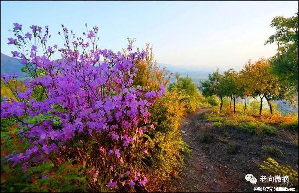 【春天，广西桂林灌阳县向您发出邀请！】登麒麟山，相约映山红 - 游山玩水 - 潮州生活社区 - 潮州28生活网 chaozhou.28life.com
