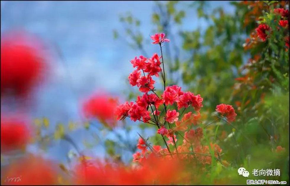 【春天，广西桂林灌阳县向您发出邀请！】登麒麟山，相约映山红 - 游山玩水 - 潮州生活社区 - 潮州28生活网 chaozhou.28life.com