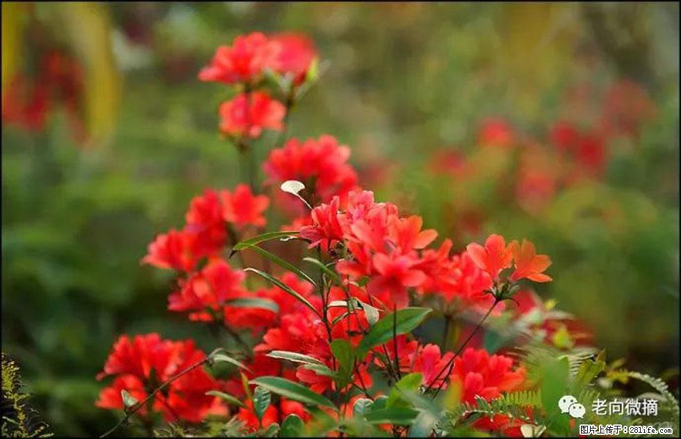 【春天，广西桂林灌阳县向您发出邀请！】登麒麟山，相约映山红 - 游山玩水 - 潮州生活社区 - 潮州28生活网 chaozhou.28life.com