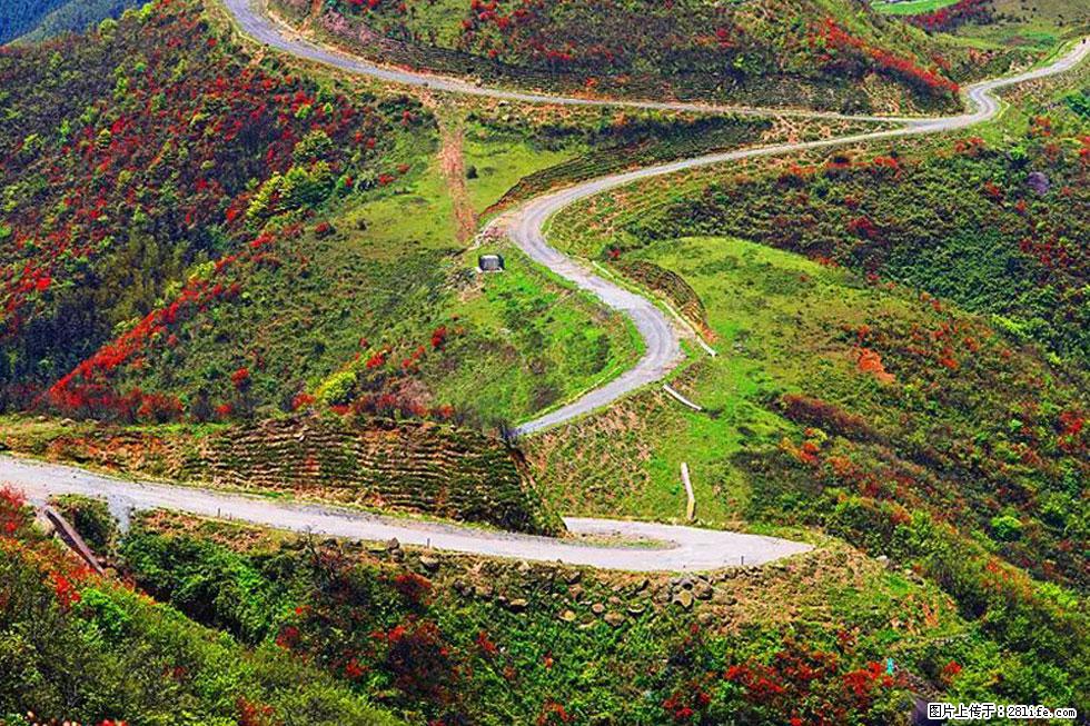 【春天，广西桂林灌阳县向您发出邀请！】春木界上映山红 - 游山玩水 - 潮州生活社区 - 潮州28生活网 chaozhou.28life.com